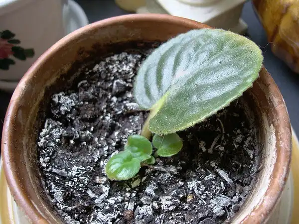 Фото Streptocarpus - Saintpaulia propagation:SantrinaO