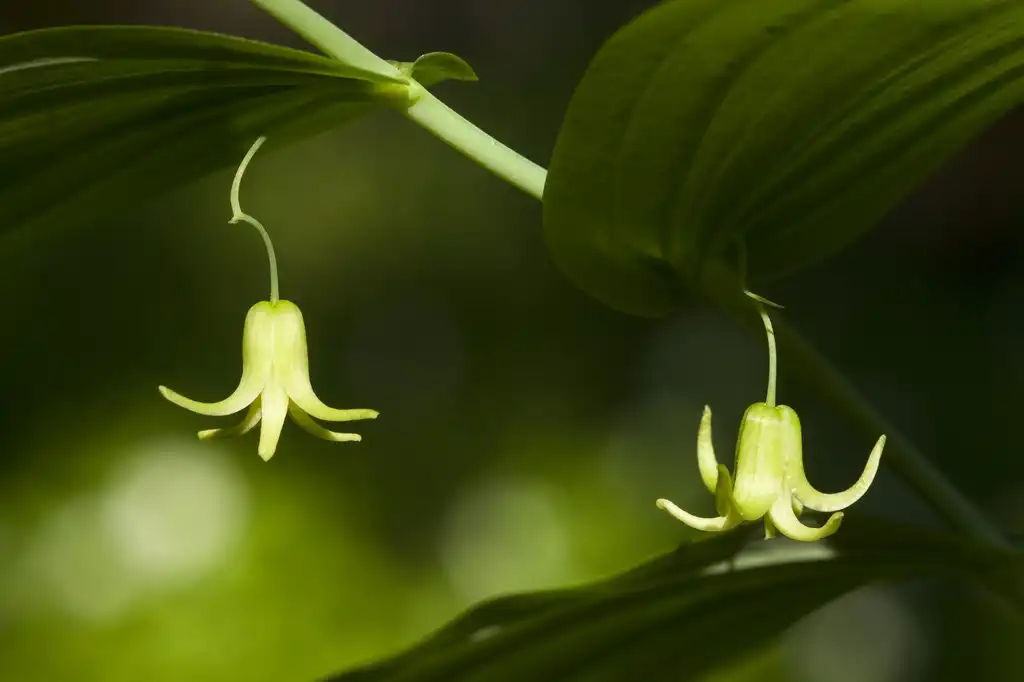 Фото Streptopus amplexifolius (Streptopus amplexifoliuss)