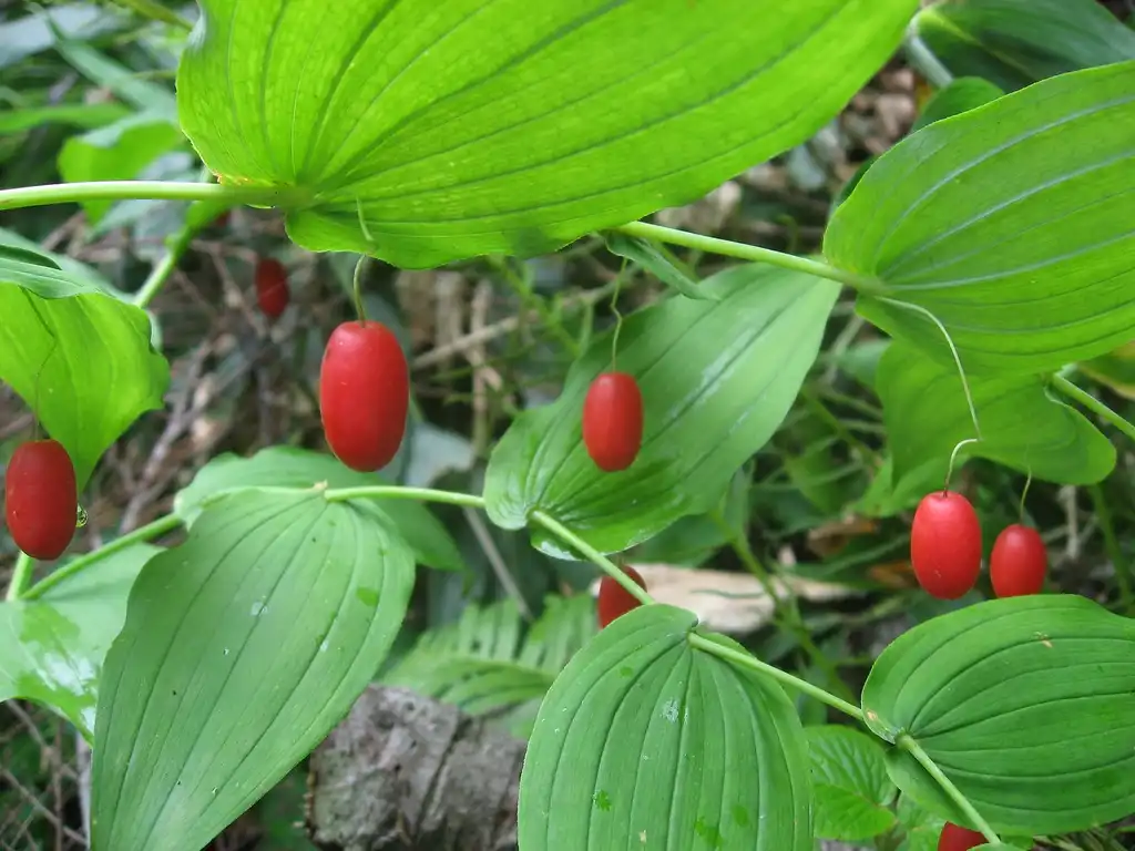 Фото Streptopus amplexifolius (Streptopus amplexifoliuss)