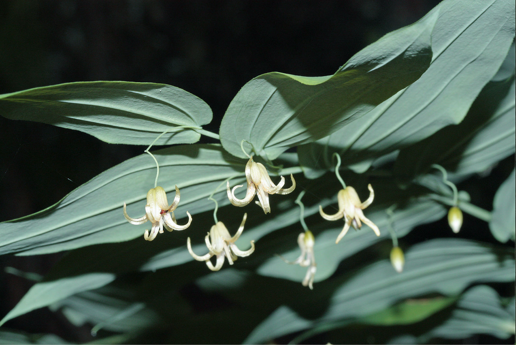 Фото Streptopus amplexifolius - Streptopus amplexifolius:Walter Siegmund