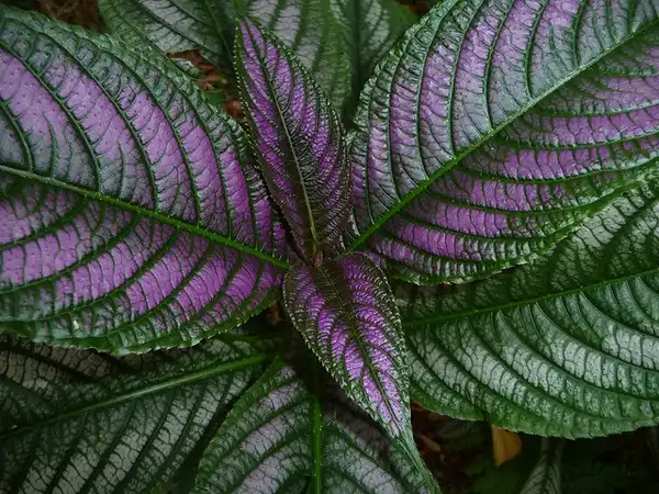 Фото Strobilanthes auriculata var. dyeriana (Strobilanthes auriculata var. dyerianas)