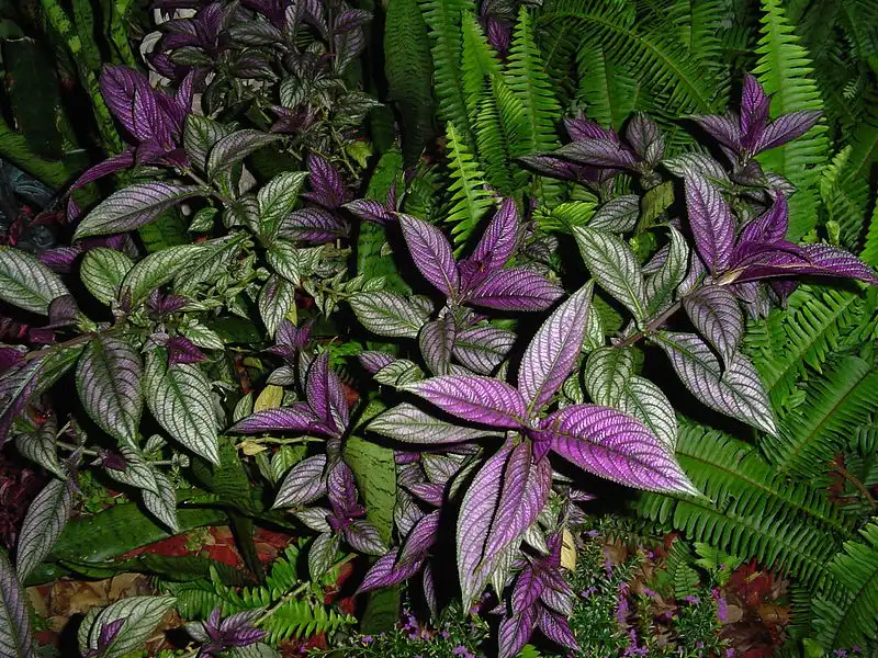 Фото Strobilanthes auriculata var. dyeriana (Strobilanthes auriculata var. dyerianas)