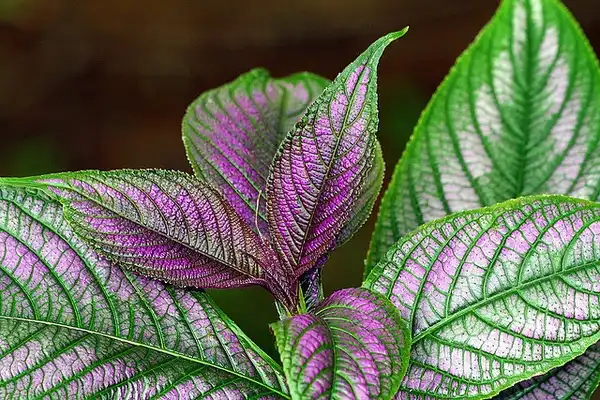 Фото Strobilanthes auriculata var. dyeriana - Strobilanthes dyerianus:Ken Slade