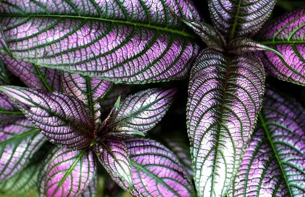Фото Strobilanthes auriculata var. dyeriana - Strobilanthes dyerianus:SCFlasco