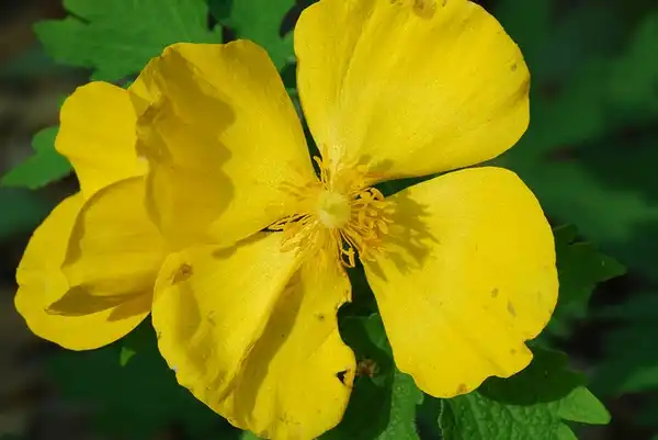Фото Stylophorum diphyllum (Stylophorum diphyllums)