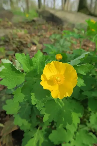 Фото Stylophorum diphyllum (Stylophorum diphyllums)