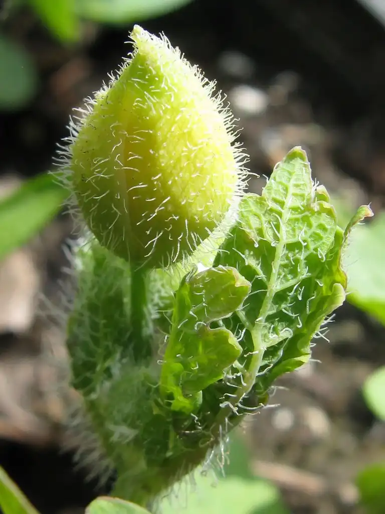 Фото Stylophorum diphyllum - Flower bud:Nadiatalent
