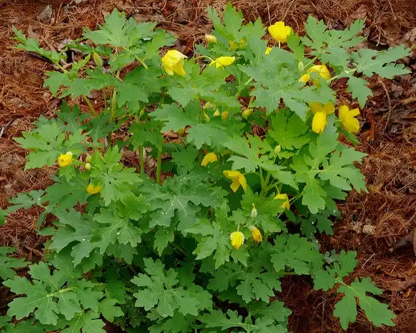 Фото Stylophorum diphyllum - Plant:James Gaither