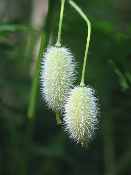 Фото Stylophorum diphyllum - Fruit:Travel_Stuffies