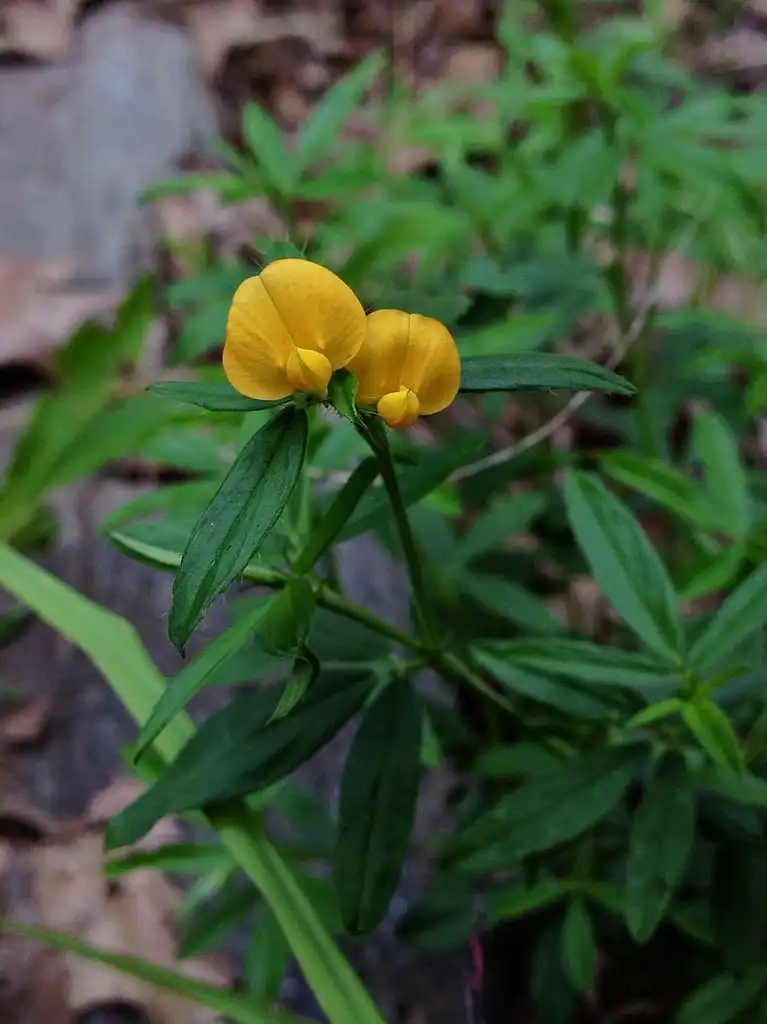 Foto de Stylosanthes biflora (Stylosanthes bifloras)