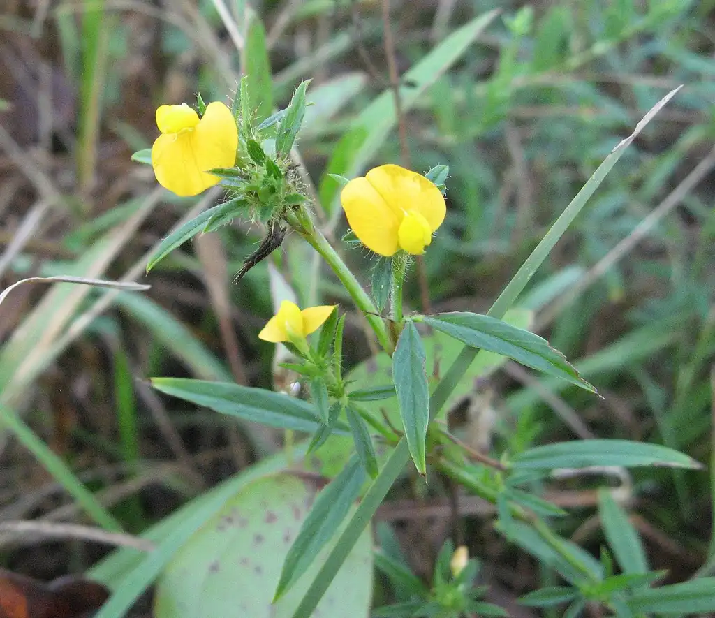 Foto de Stylosanthes biflora (Stylosanthes bifloras)
