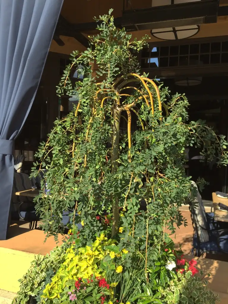 Photo of Styphnolobium japonica 'Pendula' (Styphnolobium japonica 'Pendula's)