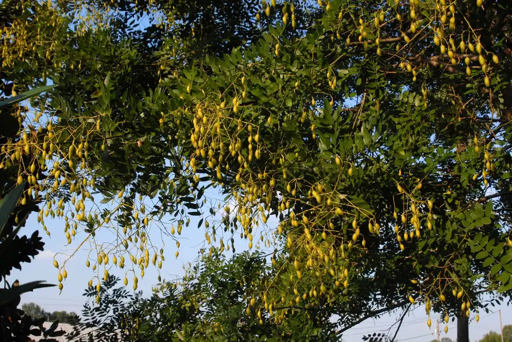 Фото Styphnolobium japonicum - Fruit and Leaves:Jim Robbins