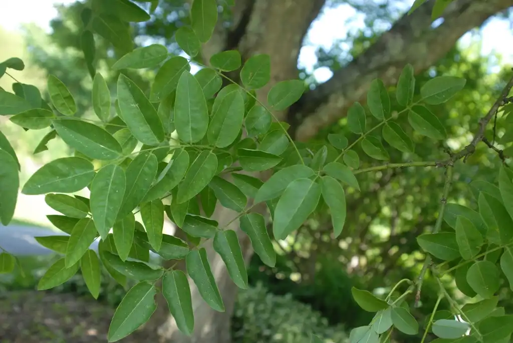 Фото Styphnolobium japonicum - 'Regent' Leaves (Biltmore, NC):Jim Robbins