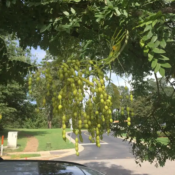 Фото Styphnolobium japonicum - Flowers:Taylor Gentry