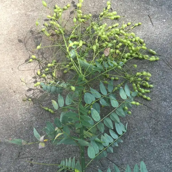 Фото Styphnolobium japonicum - Fruit:Taylor Gentry