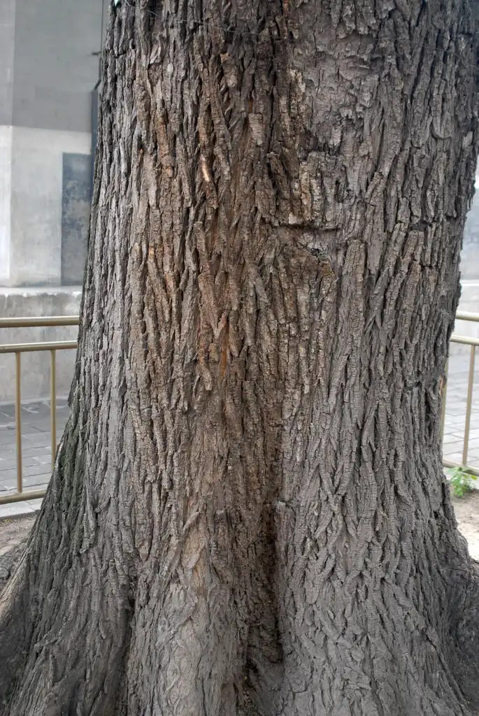 Фото Styphnolobium japonicum - Bark: