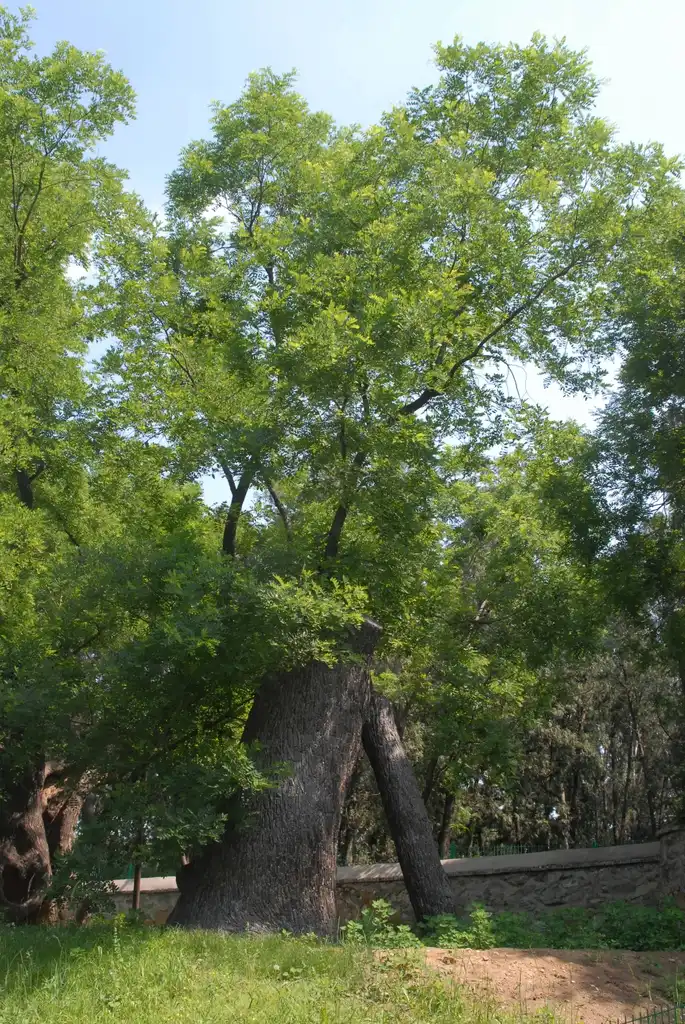 Фото Styphnolobium japonicum - Old Tree:Jim Robbins