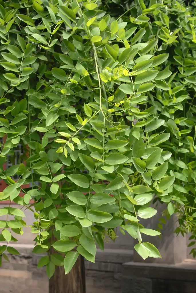 Фото Styphnolobium japonicum - 'Pendula' Leaf:Jim Robbins