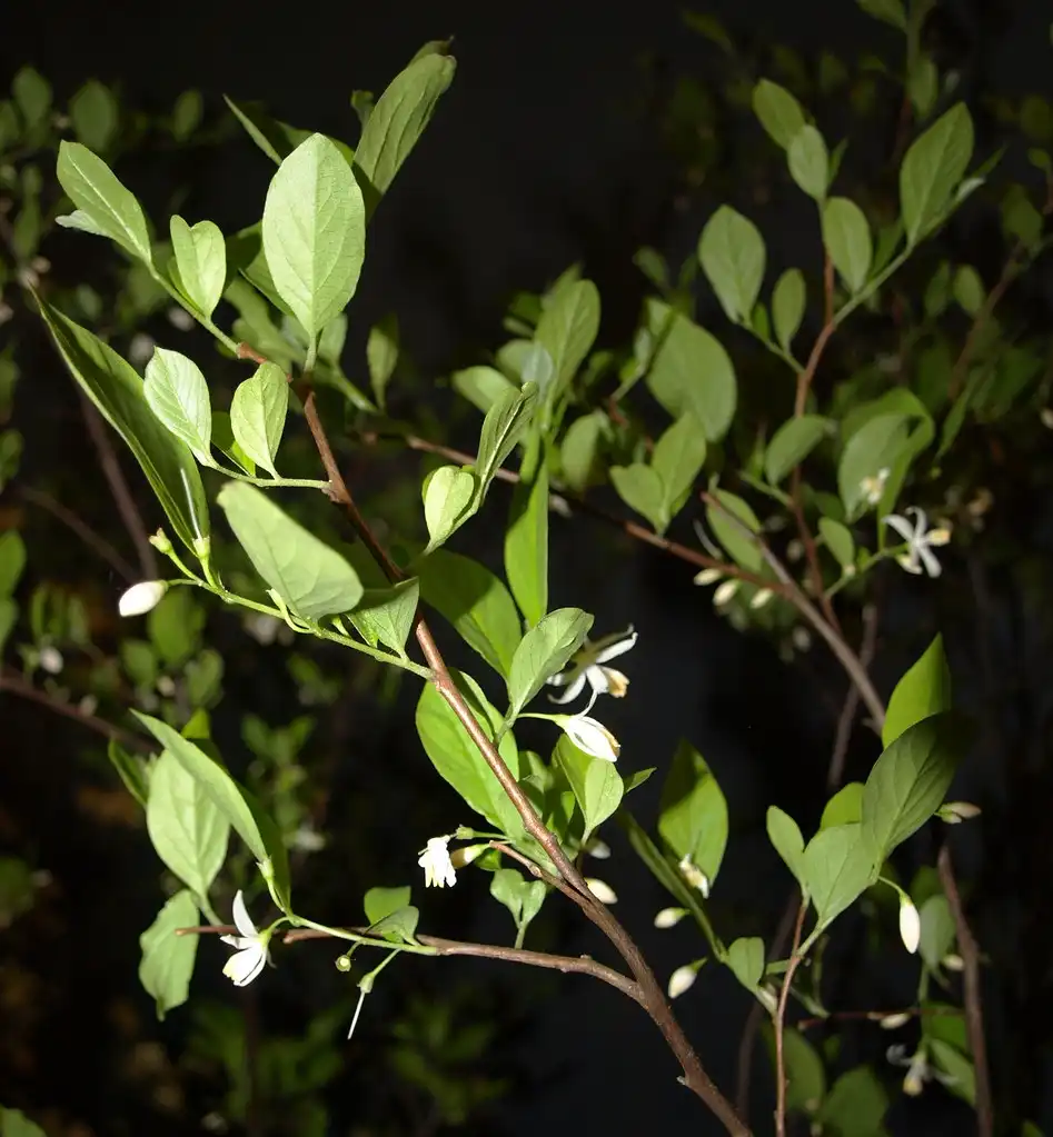 Фото Styrax americanus (Styrax americanuss)