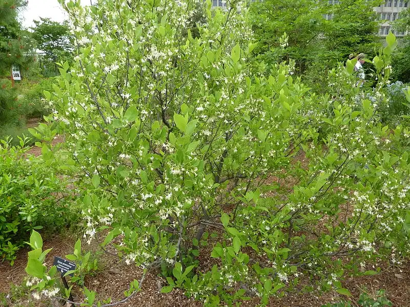 Фото Styrax americanus (Styrax americanuss)