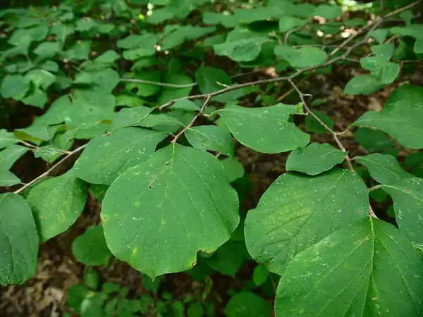 Photo of Styrax grandifolius (Styrax grandifoliuss)