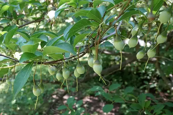 Фото Styrax japonicus (Styrax japonicuss)