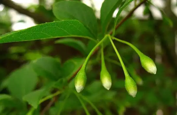 Фото Styrax japonicus (Styrax japonicuss)