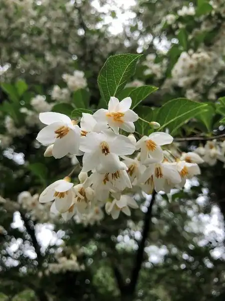 Фото Styrax japonicus - Flower cluster:Photo by Kristine Paulus