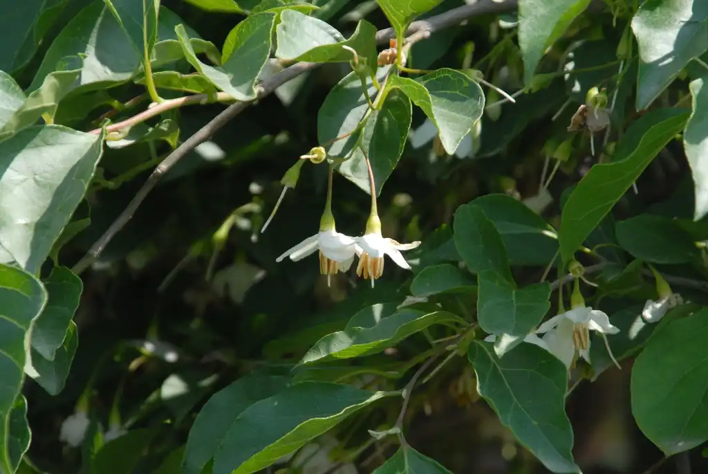 Фото Styrax japonicus - 'Pendula' Flower:Jim Robbins