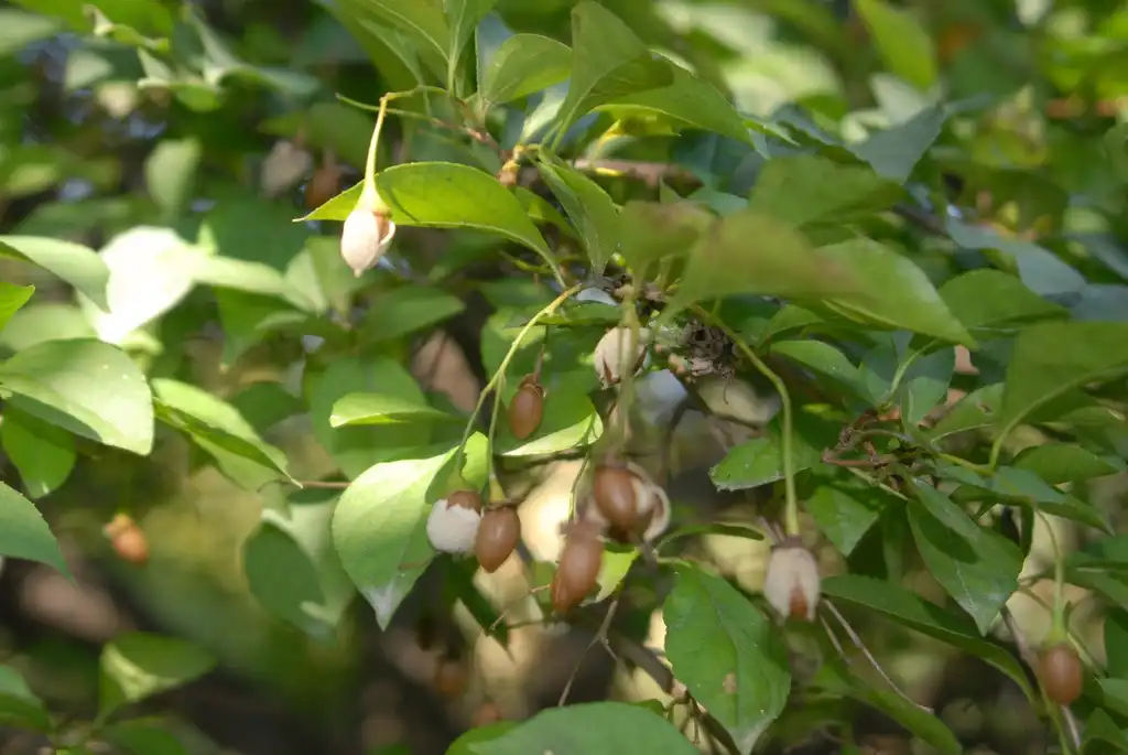 Фото Styrax japonicus - 'Pendula' Fruit:Jim Robbins