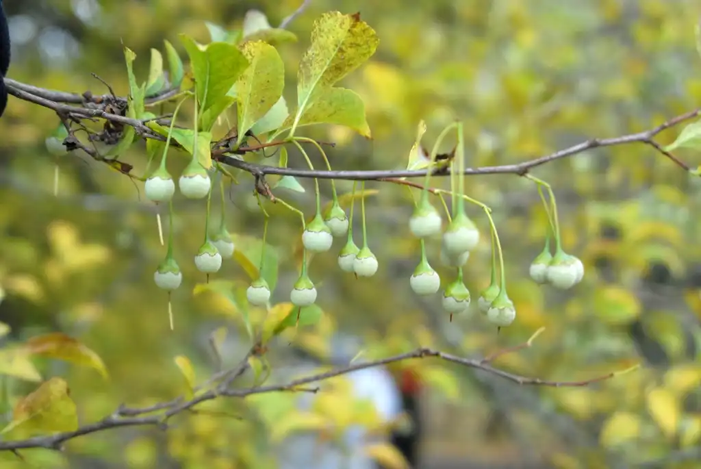 Фото Styrax japonicus - Seeds:Jim Robbins