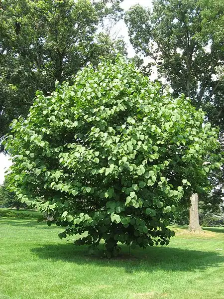 Photo of Styrax obassia (Styrax obassias)