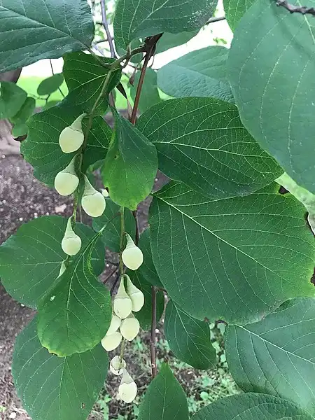 Photo of Styrax obassia (Styrax obassias)