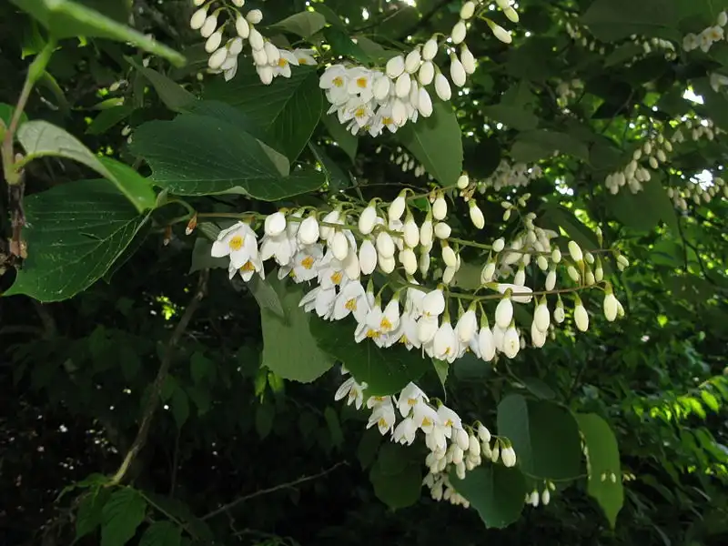 Photo of Styrax obassia - Flowers:Qwert1234