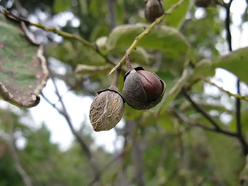 Photo of Styrax obassia - Fruits:Kenpei