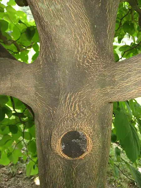 Photo of Styrax obassia - Bark:Qwert1234