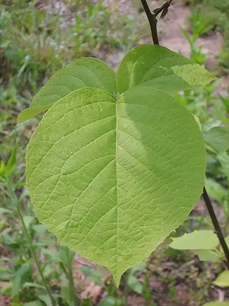 Photo of Styrax obassia - Leaf close up:Dalgial