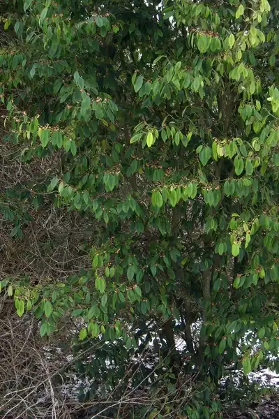 Foto de Sycopsis sinensis (Sycopsis sinensiss)