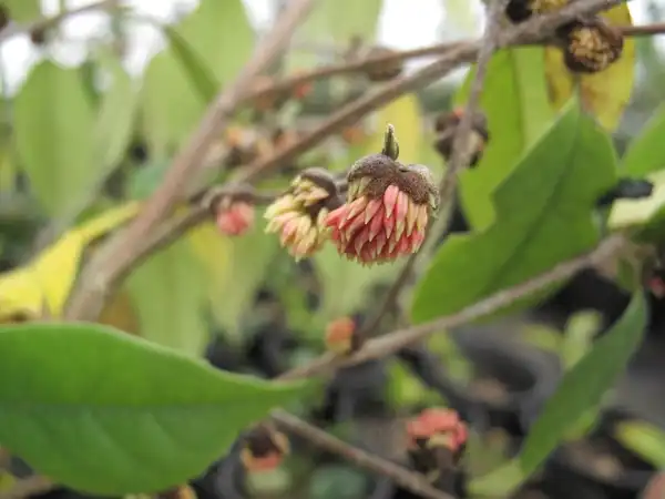 Foto de Sycopsis sinensis (Sycopsis sinensiss)