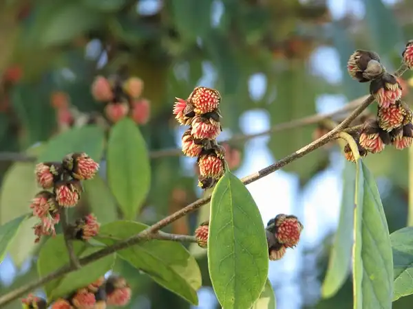 Foto de Sycopsis sinensis - Flowers:peganum