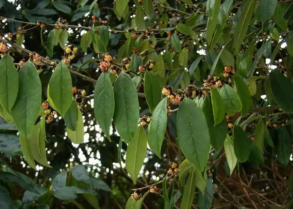 Foto de Sycopsis sinensis - Leaves:peganum