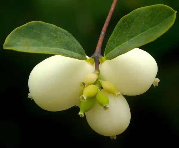 Photo of Symphoricarpos albus (Symphoricarpos albuss)