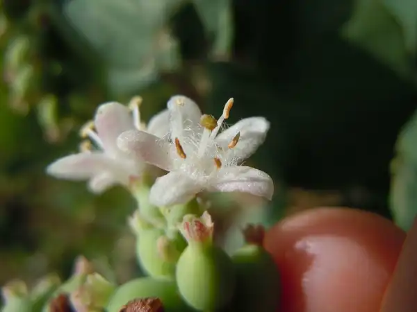 Photo of Symphoricarpos albus (Symphoricarpos albuss)