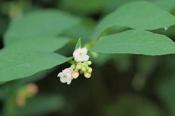Photo of Symphoricarpos albus - Symphoricarpos albus:Hermann Falkner