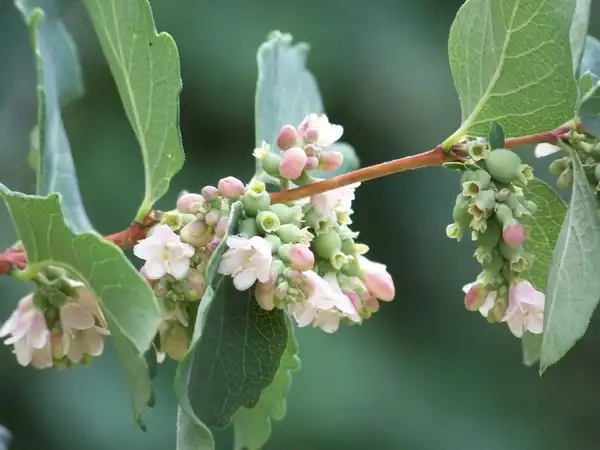 Photo of Symphoricarpos albus - Symphoricarpos albus:Patrick Standish