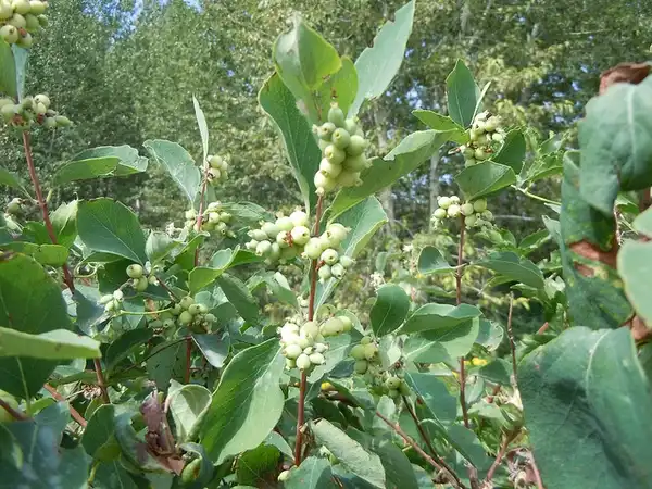 Photo of Symphoricarpos albus - Symphoricarpos albus:Matt Lavin
