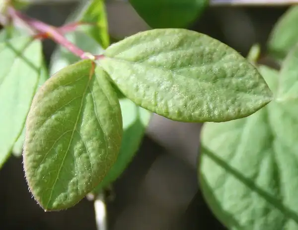 Photo of Symphoricarpos albus - Symphoricarpos albus:Tom Brandt