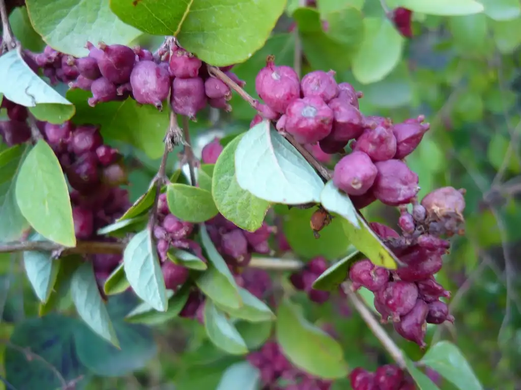 Foto de Symphoricarpos orbiculatus (Symphoricarpos orbiculatuss)