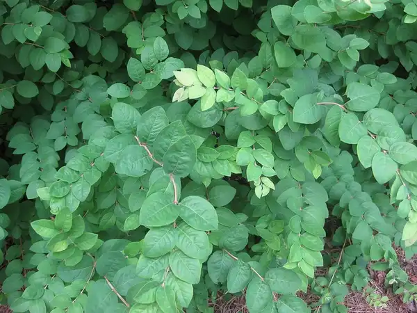 Foto de Symphoricarpos orbiculatus (Symphoricarpos orbiculatuss)
